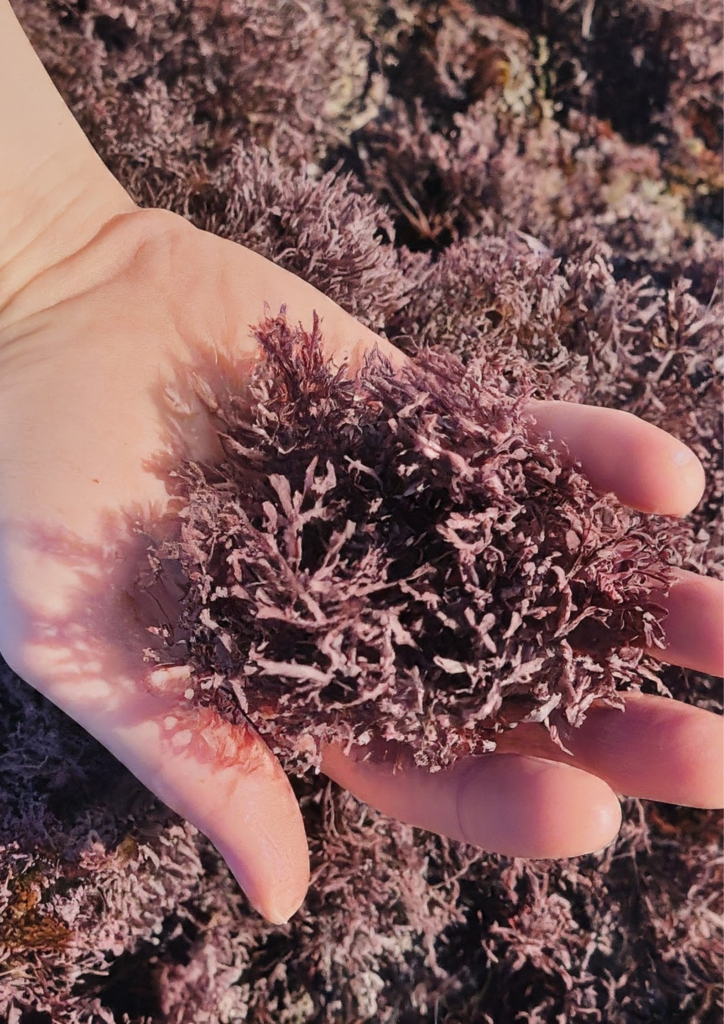 Sea Moss: